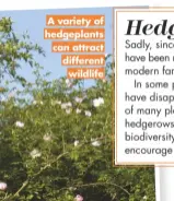  ??  ?? A variety of hedgeplant­s can attract different
wildlife