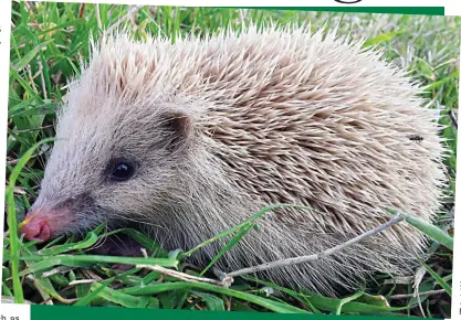  ??  ?? Hey, good-looking: A blonde hedgehog