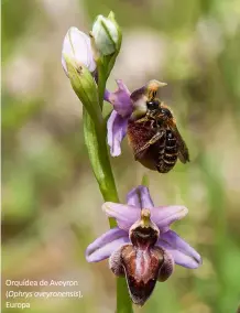  ??  ?? Orquídea de Aveyron ( Ophrys aveyronens­is), Europa