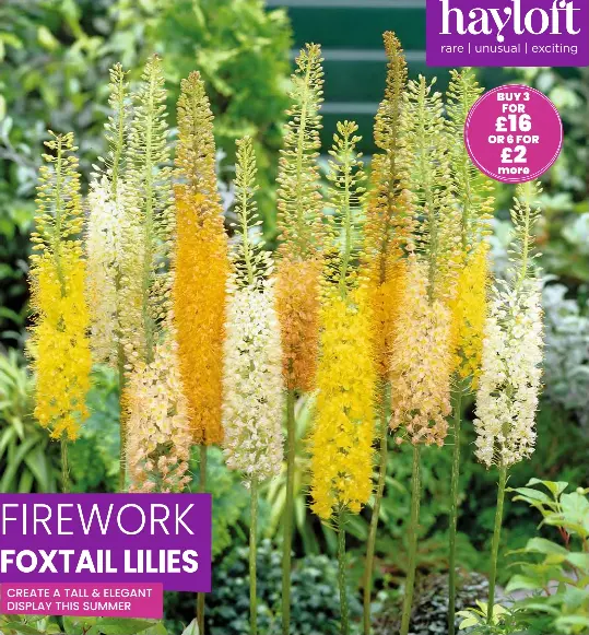 FIREWORK FOXTAIL LILIES - PressReader