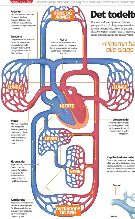  ??  ?? Arterier
Alle arterier fører blod vekk fra hjertet. De fører oksygenrik­t blod, med unntak av lungearter­ien, som fører oksygenfat­tig blod til lungene.
Lungene
I lungene blir karbondiok­sid fjernet fra kroppen og utvekslet med friskt oksygen fra lufta....