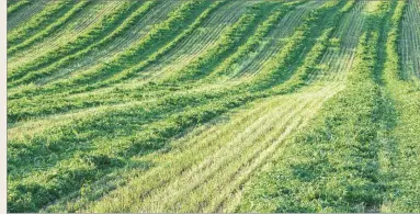  ??  ?? Alfalfa, also known as lucerne, is cultivated as a forage crop around the world.