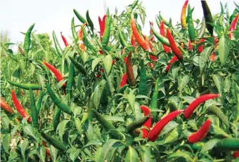  ??  ?? The hot pepper was also very productive but the price was a low R40 per kilo so there was very little profit.