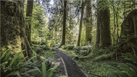  ?? Steve Ringman / TNS ?? Washington state’s Olympic National Park has been overwhelme­d since the coronaviru­s pandemic effectivel­y shut down internatio­nal travel.