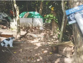  ??  ?? Cats abandoned by their owners on the Brazilian island must rely on the kindness of strangers to survive.