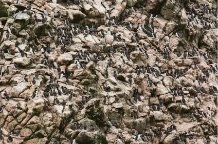  ?? Alavaro Jaramillo ?? Common murres and other seabirds that nest on the Farallon Islands are threatened by invasive mice and owls.