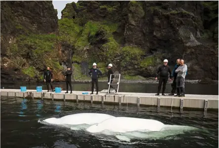  ?? — AFP ?? Home in the wild: The Sea Life Trust team watching Little Grey and Little White swimming in their bayside care pool in Klettsvik Bay in Iceland.