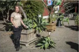  ?? FOTO: TORMOD FLEM VEGGE ?? Reidun Mork, gartner ved Naturmuseu­m og botanisk hage, UIA, ved Agave attenuata – en stor og gammel sukkulent som det natt til onsdag ble gjort haerverk på.