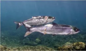  ?? Photograph: Conrad Gowell/Courtesy of Columbia Riverkeepe­r ?? Red lesions and white fungus on the salmons’ bodies are the result of high water temperatur­es and stress.