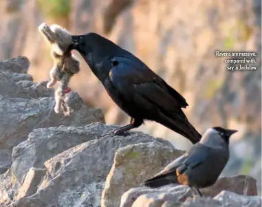  ??  ?? Ravens are massive, compared with, say, a Jackdaw