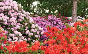  ??  ?? A perfect blend: Rhododendr­ons in full bloom are one of the great sights of spring