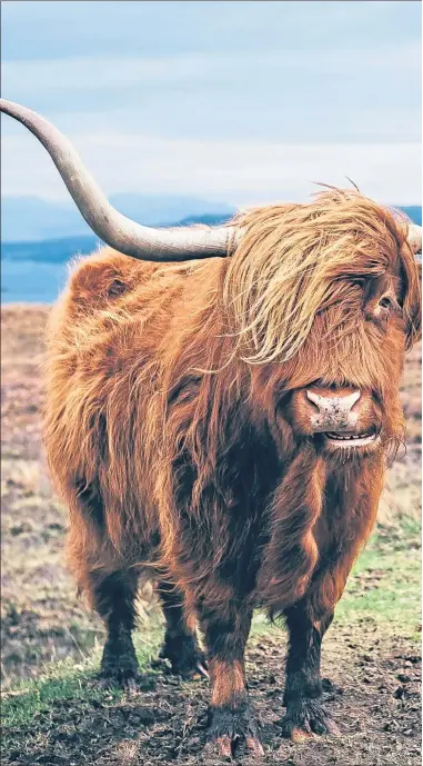  ?? ?? A hardy Highland cow is typical of the breeds David Leggat, inset, loves to work with