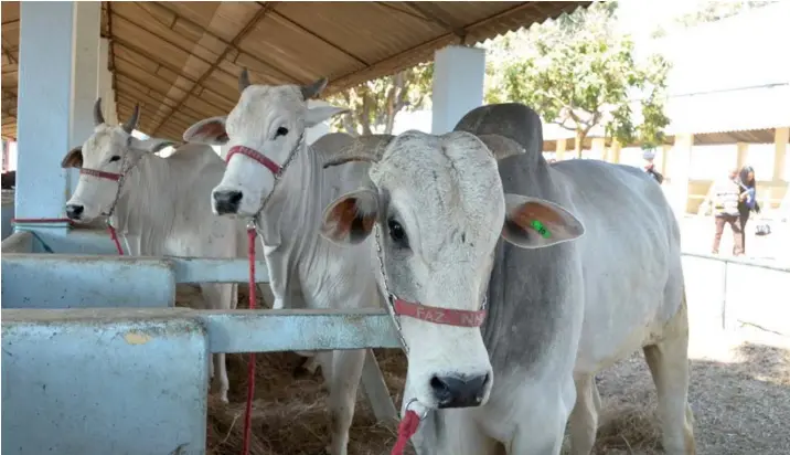  ?? SANTOS PEDRO | EDIÇÕES NOVEMBRO ?? O leilão de centenas de cabeças de gado bovino de diferentes raças é um dos principais atractivos da maior bolsa de negócios do Sul que acontece anualmente na cidade do Lubango