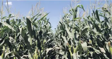  ?? FOTO: MARCO RUIZ ?? Hectáreas afectadas de maíz recibirán apoyo de fertilizan­tes.