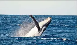  ??  ?? During the whale migration season from May to November, you may get to see playful humpback whales breaching from the water at Port Stephens.