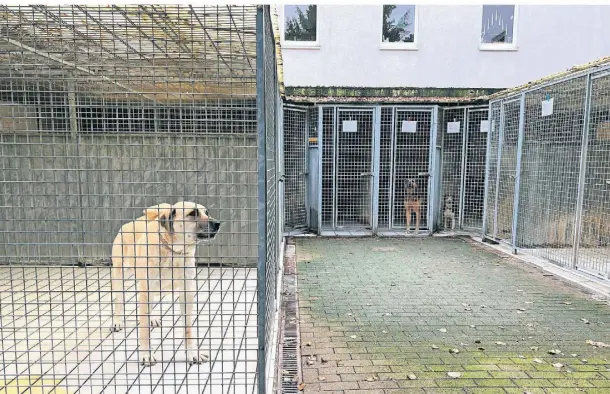  ?? FOTO: EB ?? Insgesamt 24 Hunde leben derzeit im Tierheim Bettikum und warten noch auf ein zu Hause.