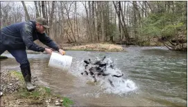  ?? ?? James Moyer of Boyertown volunteers to help the Pennsylvan­ia Fish and Boat Commission stock trout into Mill Creek near the Kutztown Rod and Gun Club in Greenwhich Township.