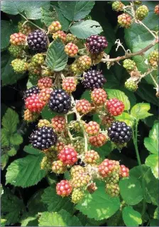  ??  ?? Blackberri­es on a Bramble.