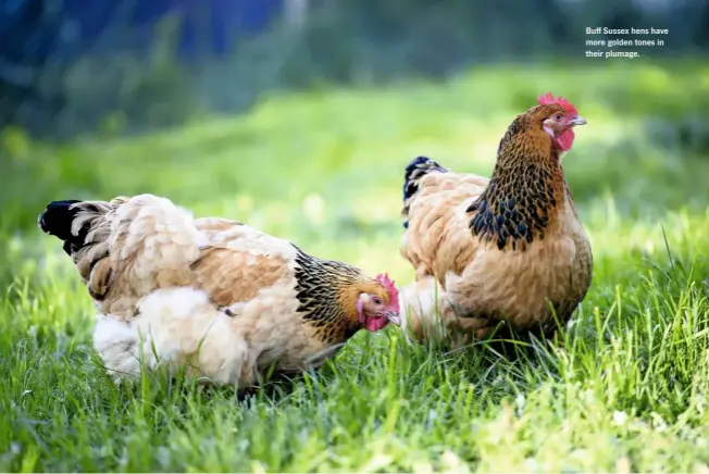  ??  ?? Buff Sussex hens have more golden tones in their plumage.