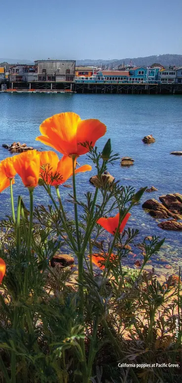  ??  ?? California poppies at Pacific Grove.