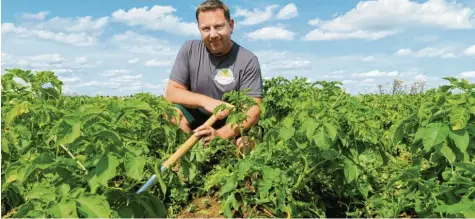  ?? Foto: Marlene Weyerer ?? Landwirt Andreas Deuringer aus Bobingen macht sich Sorgen um seine Ernte. Die Kartoffeln sollten zu dieser Jahreszeit bereits viel größer sein. Dass so viel Erde an den Knol‰ len kleben bleibt, zeigt, dass der Boden zu feucht ist.