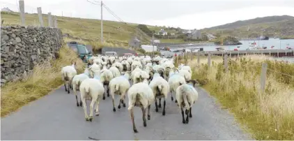  ?? VINCENT LENNON/MONIQUE DURAND ?? Pas d’Irlande sans moutons ! En bas : le château Cromwell au garde-à-vous devant l’île. Il servit de prison à la fin du XVIe siècle.