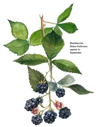  ??  ?? Blackberri­es, Rubus fruticosus, appear in September.