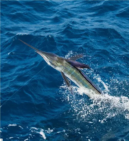  ??  ?? 2. HANDFUL: Light trolling gear lets anglers enjoy the hand-tohand combat that typifies the fight. 1. AIRBORNE: White marlin, exhibiting an athleticis­m and ferocity that belies their size, spend a lot of time in the air. 1