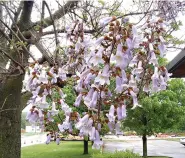  ?? (Special to the Democrat-Gazette) ?? Showy purple blooms in spring make royal paulownia briefly desirable, but in general it’s a fast-growing weak tree.