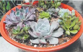  ??  ?? Plant succulents using a thin layer of gravel, then fill the container with a welldraini­ng potting mix or a cactus mix.