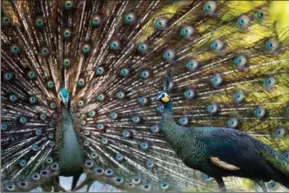  ?? YE AUNG THU/AFP ?? A male peacock displays his feathers at the Hlawga National Park, in Mingaladon, some 35 kilometres north of Yangon in January 2015.