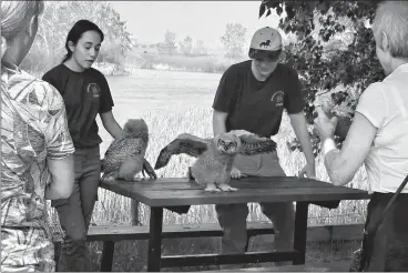  ?? HERALD PHOTO BY JUSTIN SIBBET ?? Birds of Prey staff members Miyah Clarke (left) and Lexie Hornford (right) show two baby great horned owls to visitors earlier this week at the Birds of Prey centre in Coaldale.