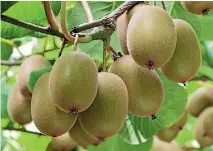  ??  ?? A booming kiwifruit industry helped make Bay of Plenty the fastest growing region in New Zealand in 2015-16.