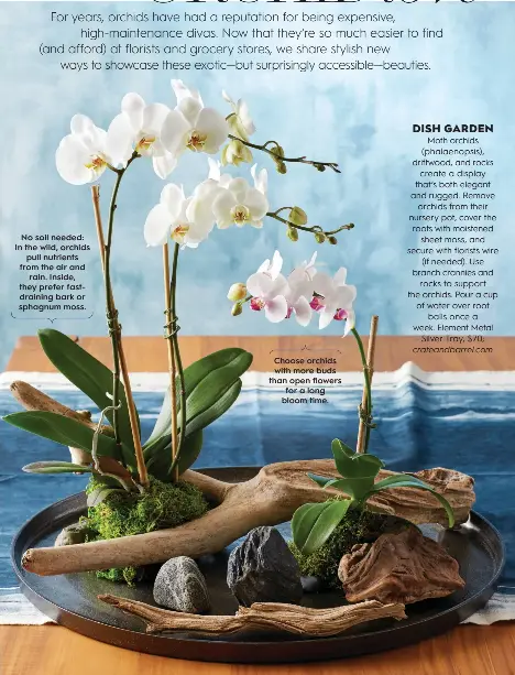 Sphagnum Moss vs. Bark: Which is Better for Phalaenopsis Orchids?