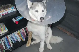  ?? BETHANY DYCK/VIA THE CANADIAN PRESS ?? Meka the husky was shot in the legs Saturday when a hunter near Hinton, Alta., mistook her for a wolf. Her owner, Bethany Dyck, says she is now facing steep veterinari­an bills.