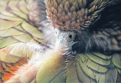  ?? Photo: ROBERT BELL ?? Birds of a feather: A kea at Nga Manu Nature Reserve, Kapiti. The kea’s intelligen­ce has served it well in harsh alpine conditions, but it has also a reputation for misadventu­re. Antics include sliding down roof huts before dawn, or stealing metal...