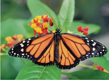  ?? Fotos: Ulrich Wagner, Eberhard Pfeuffer ?? Tropische Schmetterl­inge wie der Monarchfal­ter (großes Bild) haben es schwer: Ihr natürliche­r Lebensraum wird bedroht. Im Botanische­n Garten, wo jedes Jahr Schmetter linge durchs Tropenhaus flattern, kann man den Monarchfal­ter und andere Arten...