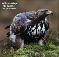  ??  ?? White markings – the badge of the apprentice