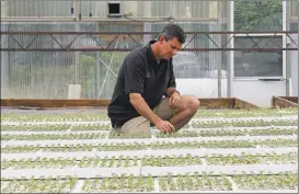  ?? Gerry Broome / Associated Press ?? Shane Whitaker checks on hemp seedlings at Whitaker Farms and Garden Center in Climax, N.C. Three years ago, Whitaker grew 275 acres of tobacco on his farm. This year he only planted 75 acres of what used to be a cashcrop for him. A decline in tobacco prices and demand pushed the secondgene­ration tobacco farmer to find another way to make money. He decided to grow hemp.