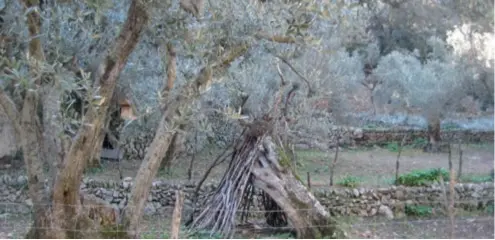  ??  ?? Mallorca cuenta con impresiona­ntes olivos milenarios que bien merecen una visita. Foto: Diego Zaforteza