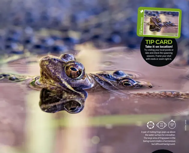  ?? ?? A pair of mating frogs pops up above the water surface for a breather. The large area of frogspawn in the background creates a harmonious but diffused background.