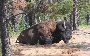  ?? ROB BELANGER LA PRESSE CANADIENNE ?? L’étude fédérale a été conduite en raison des inquiétude­s soulevées à l’égard du statut de patrimoine mondial de l’UNESCO du parc. En photo : un bison dans le parc Wood Buffalo, en Alberta.