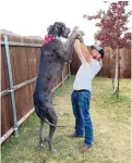  ?? ?? Zeus, standing over 7 feet tall on his hind legs, with Garrett Davis.