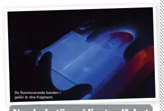  ??  ?? De fluorescer­ande banden i gelén är dna-fragment.