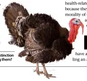 ??  ?? Saving turkeys from extinction by farming then eating them?