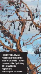  ?? HIGH STINK: Flying foxes have turned the lives of Charters Towers residents like Cyril King, 60, ( inset) into nightmare. Pictures: JOHN ANDERSEN ??