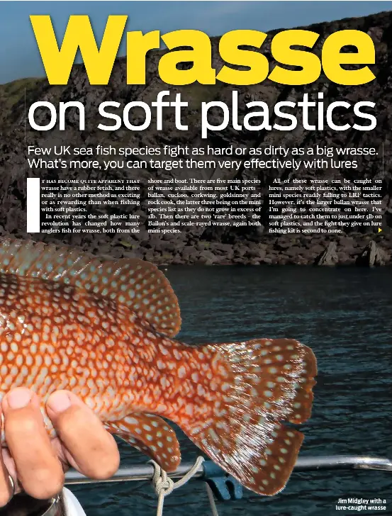 Wrasse on soft plastics PressReader