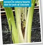  ??  ?? A slimy brown rot occurs in celery hearts due to lack of calcium