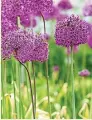  ?? ?? Allium ‘Mount Everest’
Another grapefruit­sized globe, but this time made up of a mass of white flowers on a strong stem. It towers at 1.2m and will complement brightly coloured planting beautifull­y.