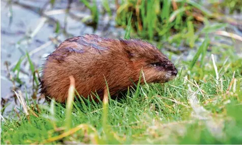  ?? Foto: Thomas Warnack/dpa ?? Sieht putzig aus, sorgt aber wie der Biber für Schäden an Wasserbauw­erken: die Bisamratte. Anders als der große Nager mit dem breiten Schwanz, darf die aus Nordamerik­a stammende Bisamratte gejagt werden. Im Loosbach in Unfriedsha­usen gibt es Probleme...